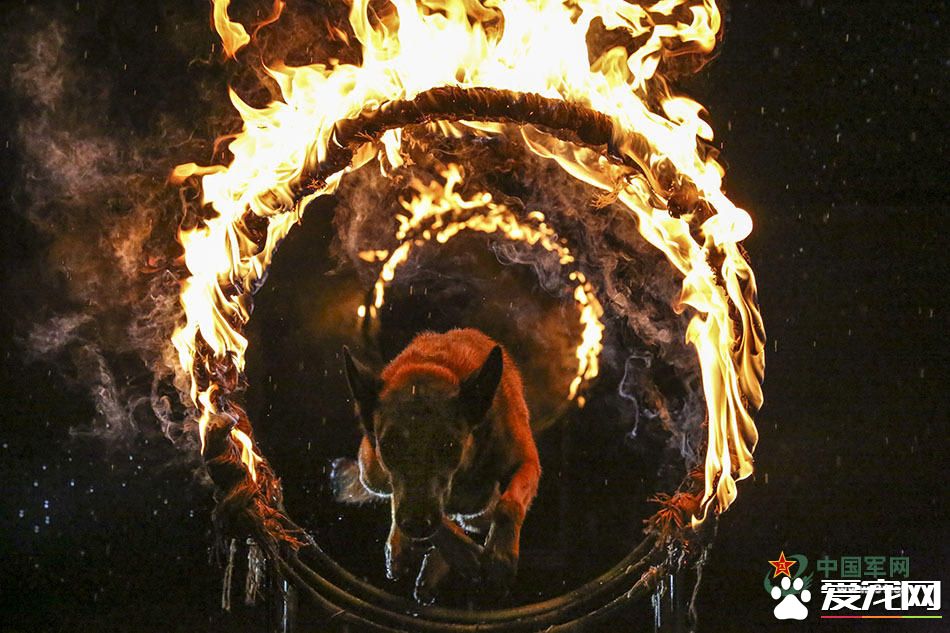 军犬的故事 看无声战友的“有言”独白