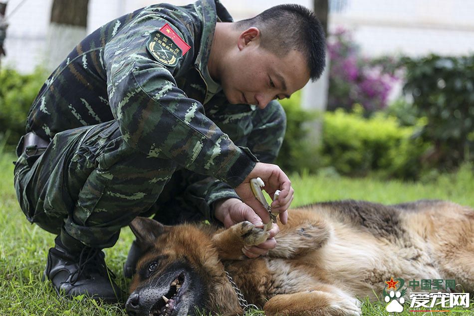 军犬的故事 看无声战友的“有言”独白