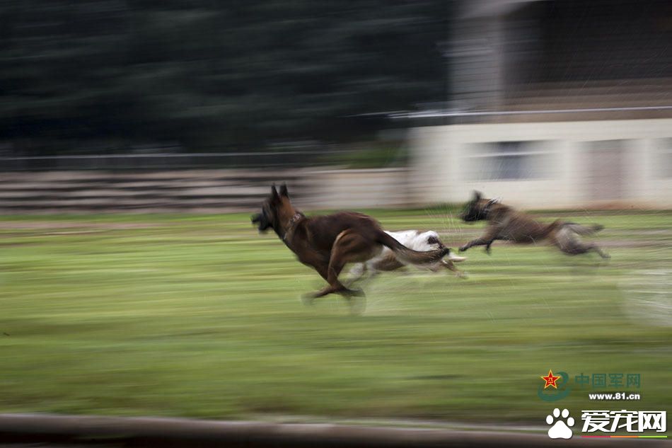 军犬的故事 看无声战友的“有言”独白