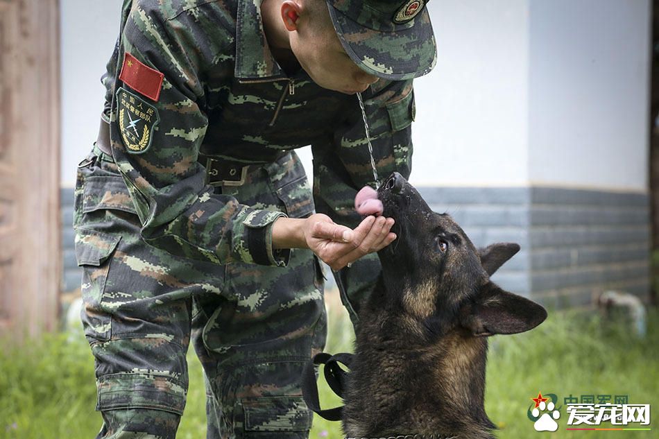 军犬的故事 看无声战友的“有言”独白