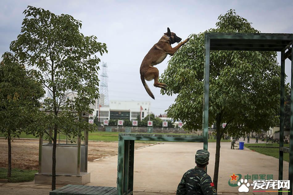 军犬的故事 看无声战友的“有言”独白