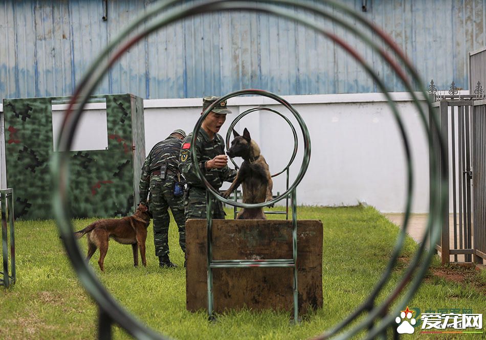军犬的故事 看无声战友的“有言”独白