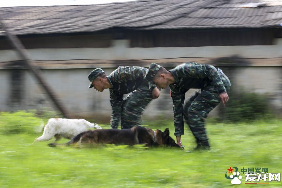 军犬的故事 看无声战友的“有言”独白