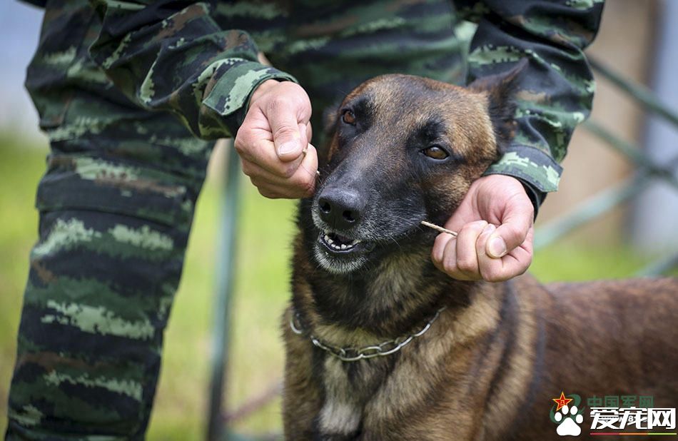 军犬的故事 看无声战友的“有言”独白