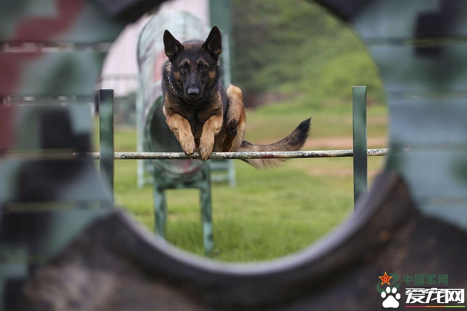 军犬的故事 看无声战友的“有言”独白