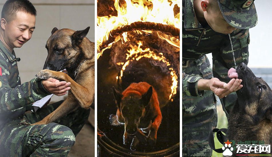 军犬的故事 看无声战友的“有言”独白