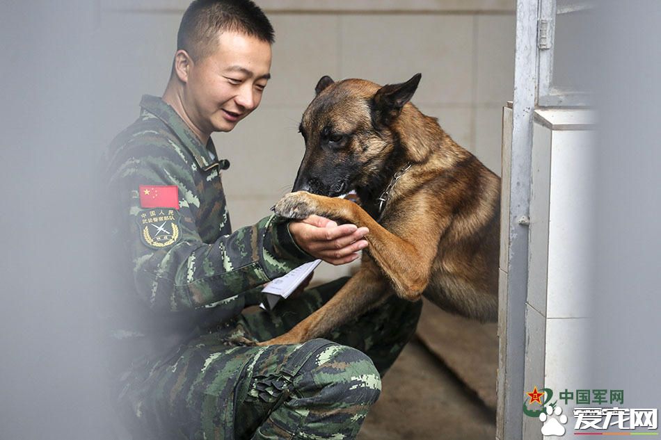 军犬的故事 看无声战友的“有言”独白
