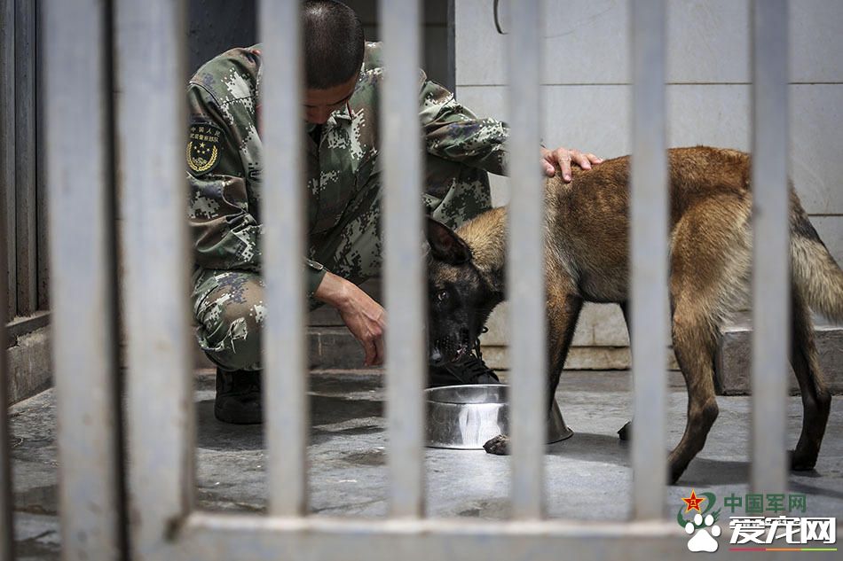 军犬的故事 看无声战友的“有言”独白