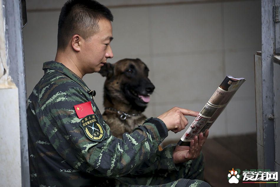 军犬的故事 看无声战友的“有言”独白