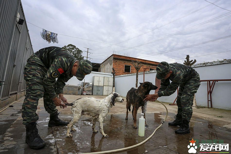 军犬的故事 看无声战友的“有言”独白