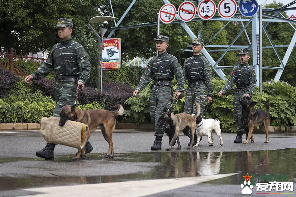 军犬的故事 看无声战友的“有言”独白