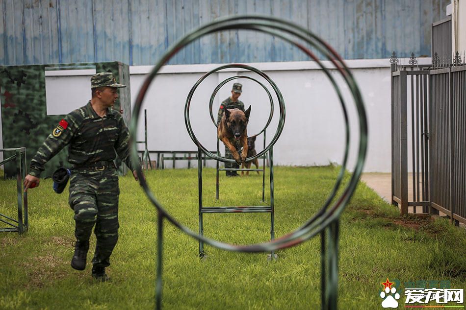 军犬的故事 看无声战友的“有言”独白