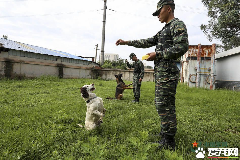 军犬的故事 看无声战友的“有言”独白