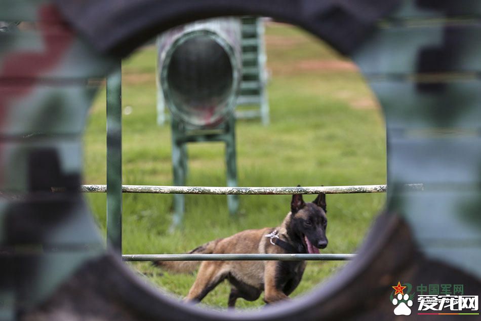 军犬的故事 看无声战友的“有言”独白