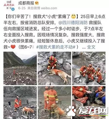 军犬与一般的狗都有啥区别？从“吃”就可看出来