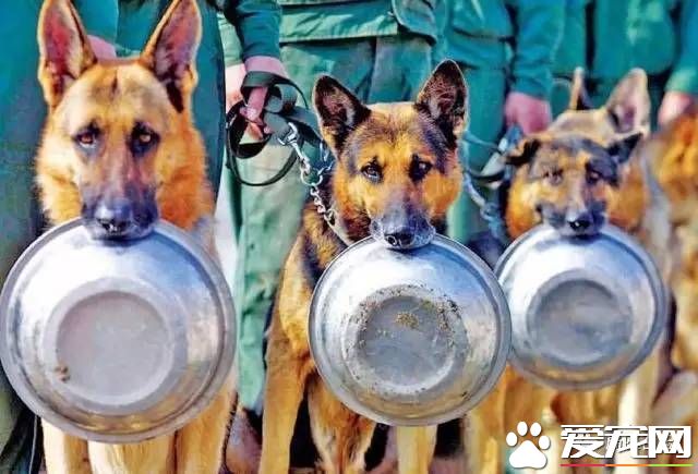 军犬与一般的狗都有啥区别？从“吃”就可看出来