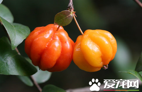 巴西红果多少钱一斤 可以吃吗