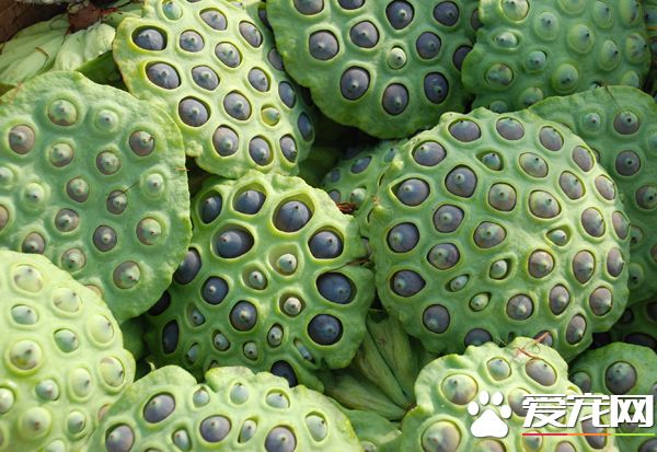 莲蓬是什么味道 莲蓬的药用价值是什么