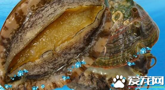 鲍鱼的价格多少钱一斤 鲍鱼的营养价值