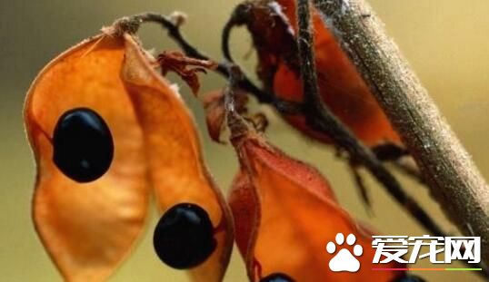 黑豆泡水喝有什么作用 黑豆晚上可以吃吗