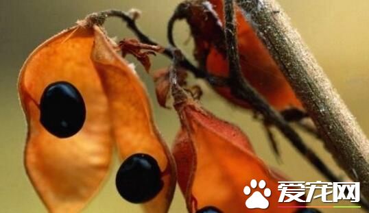 黑豆泡水后是什么颜色 黑豆泡水会掉色吗