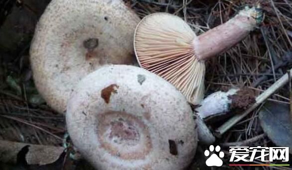 枞树菌多少钱一斤 2017枞树菌价格是多少