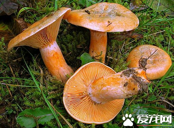 松乳菇的营养价值 松乳菇的功效是什么