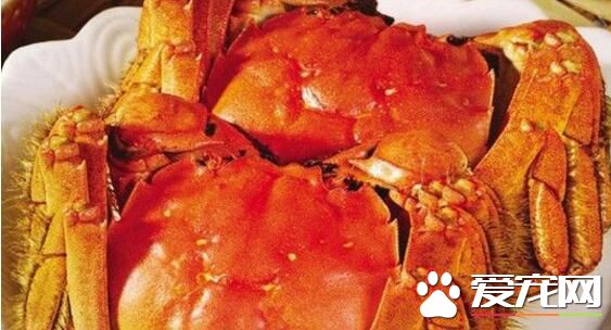大闸蟹公的好还是母的好 大闸蟹怎么区分公母