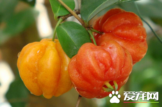 巴西红果多少钱一斤 可以吃吗