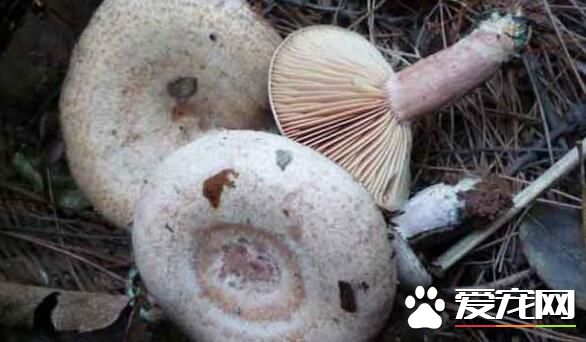 枞树菌可以人工种植吗 怎么鉴别枞树菌是否有毒