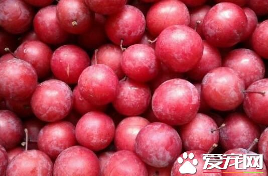 红李子怎么腌制才好吃 腌李子的注意事项是什么