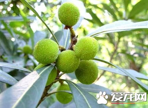 青杨梅可以泡酒吗 泡杨梅酒用青的好还是红的好