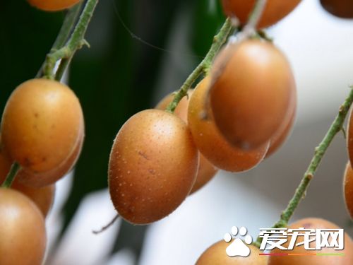 黄皮果什么人不能吃 不能和什么一起吃