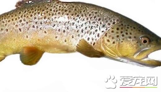 鲑鱼是什么鱼 鲑鱼的营养价值有哪些