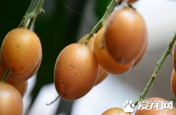 黄皮可以吃皮吗 黄皮果的食用方法有哪些