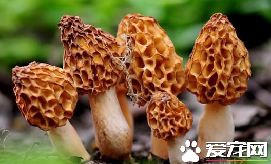 羊肚菌为什么那么贵 羊肚菌为什么这么贵