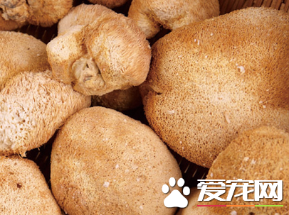 猴头菇如何泡发 猴头菇的家常做法大全