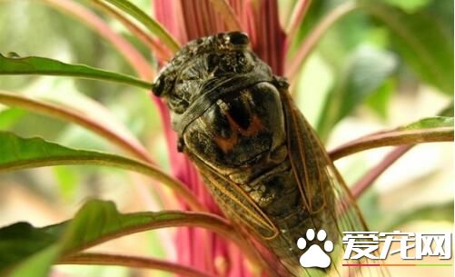 知了变黑了还能吃吗  知了猴为什么会变黑