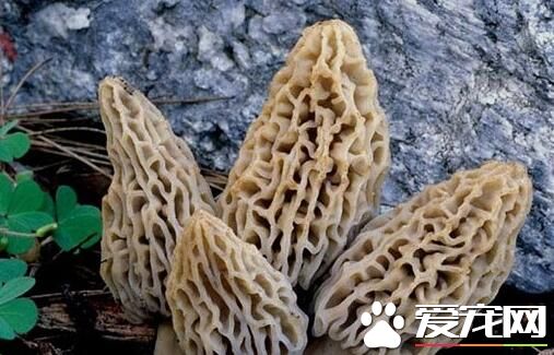 羊肚菌可以泡水喝吗 羊肚菌可以炖鸽子吗