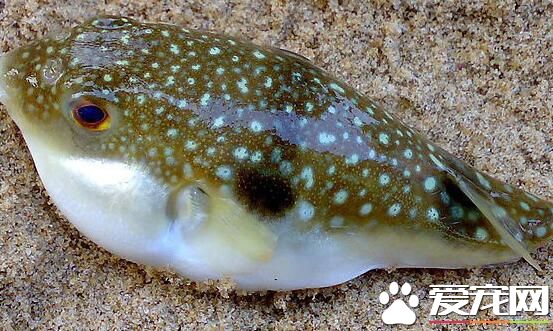 2017河豚鱼多少钱一斤 河豚鱼怎么处理毒素