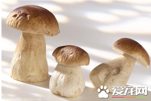 2017牛肝菌价格多少钱一斤 牛肝菌的品种分类