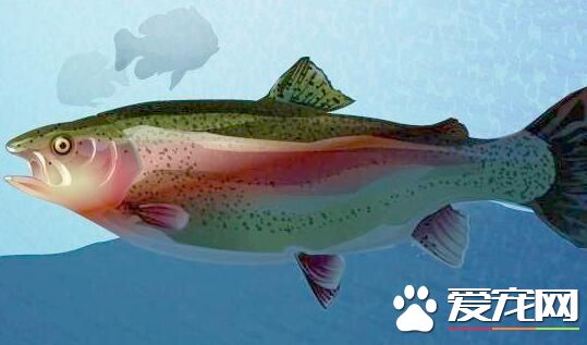 鲑鱼是什么鱼 鲑鱼的营养价值有哪些