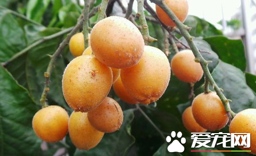 黄皮果快递怎样保鲜 快递价格多少钱