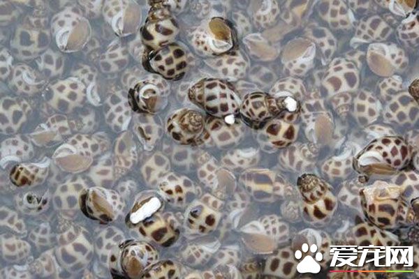 花螺死了能吃吗 花螺的忌宜人群