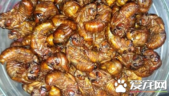 知了猴和虾能一起吃吗 过敏人群需慎食