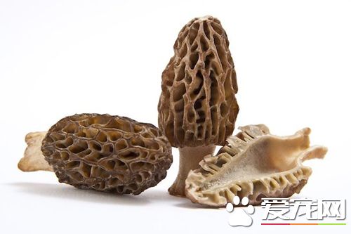 羊肚菌能泡酒吗 孕妇能不能吃羊肚菌