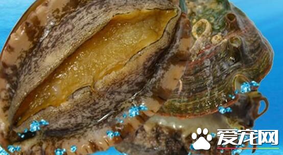 鲍鱼的价格多少钱一斤 鲍鱼的营养价值