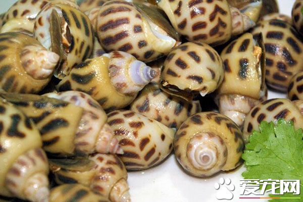 花螺死了能吃吗 花螺的忌宜人群