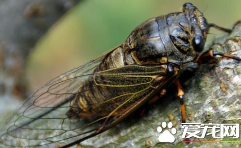 知了变黑了还能吃吗  知了猴为什么会变黑