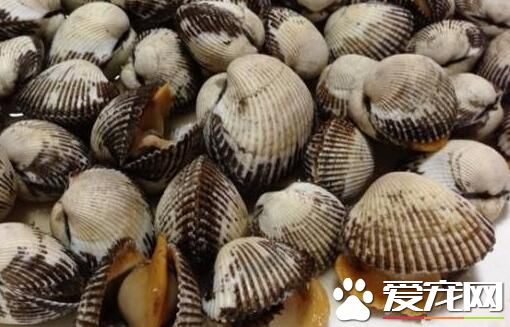 孕妇能吃毛蚶吗 毛蚶怎么清洗